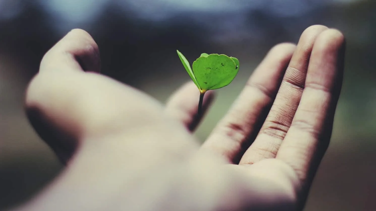 Close-up of hands holding a small green seedling representing sustainable living